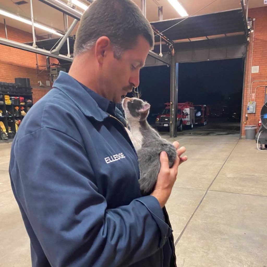 kitten tries to kiss firefighter