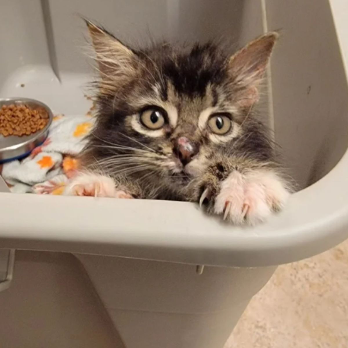 kitten trying to get out from plastic box