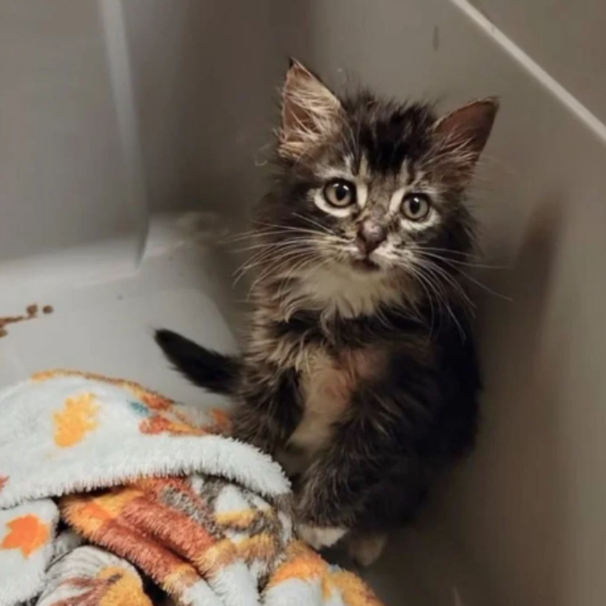 kitten with blanket