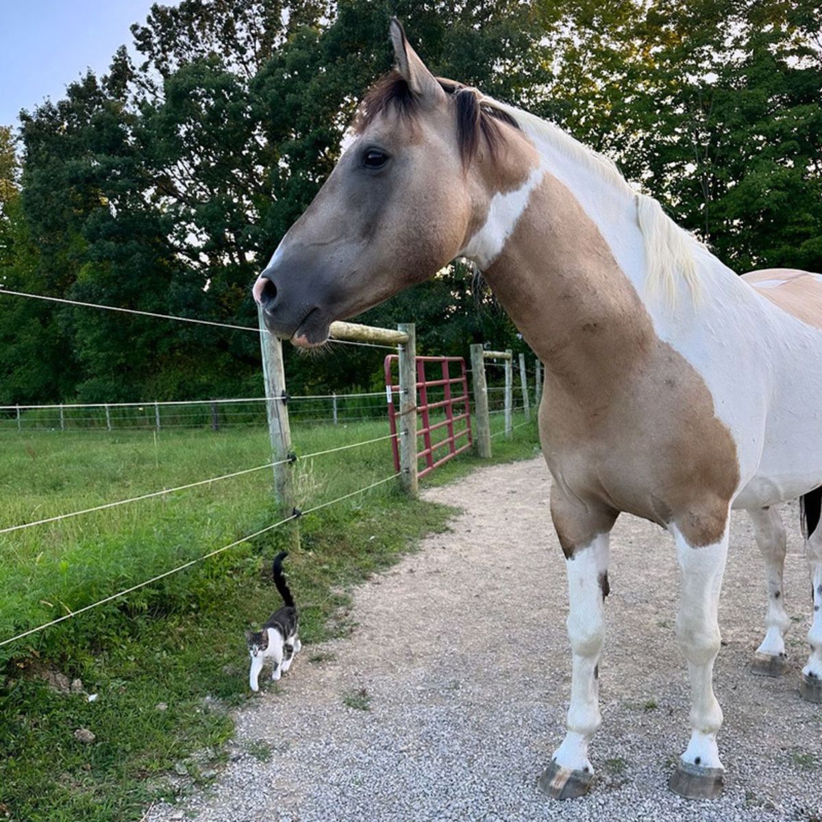 kitten with horse