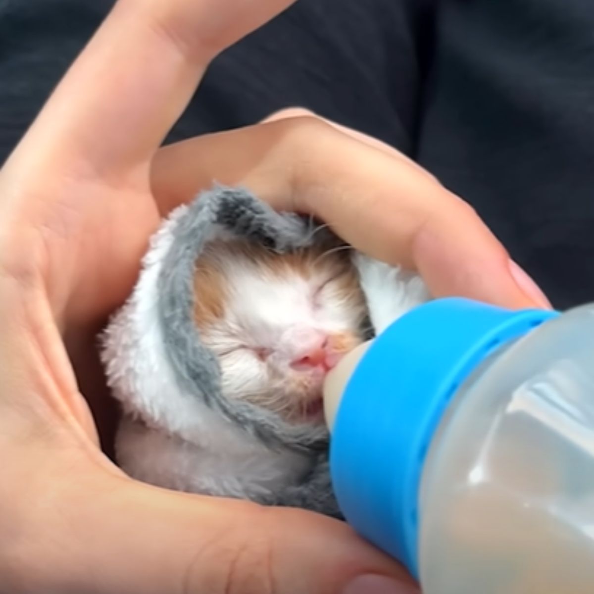 kitten wrapped into the blanket eating milk bottle