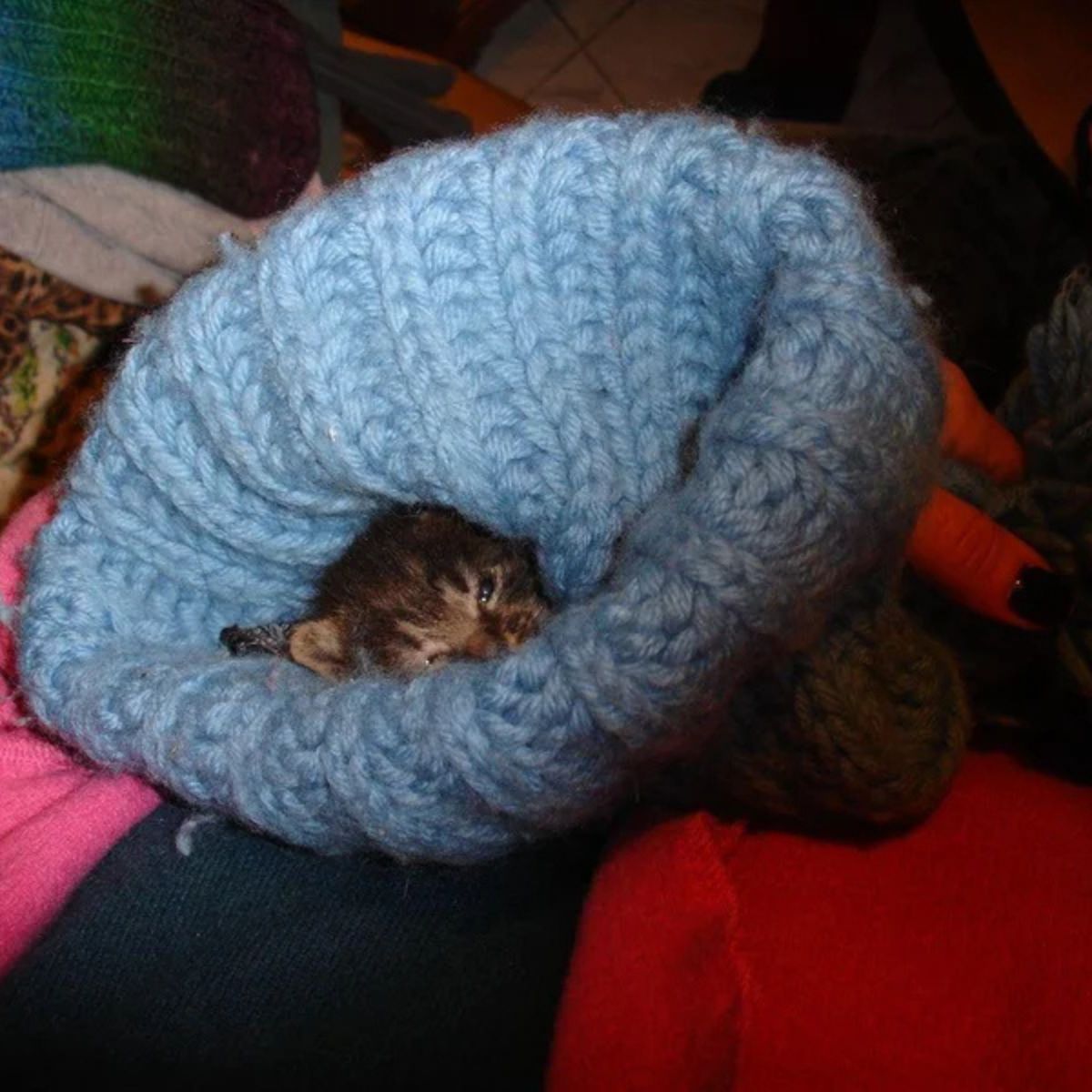 kitten wrapped up in a blanket