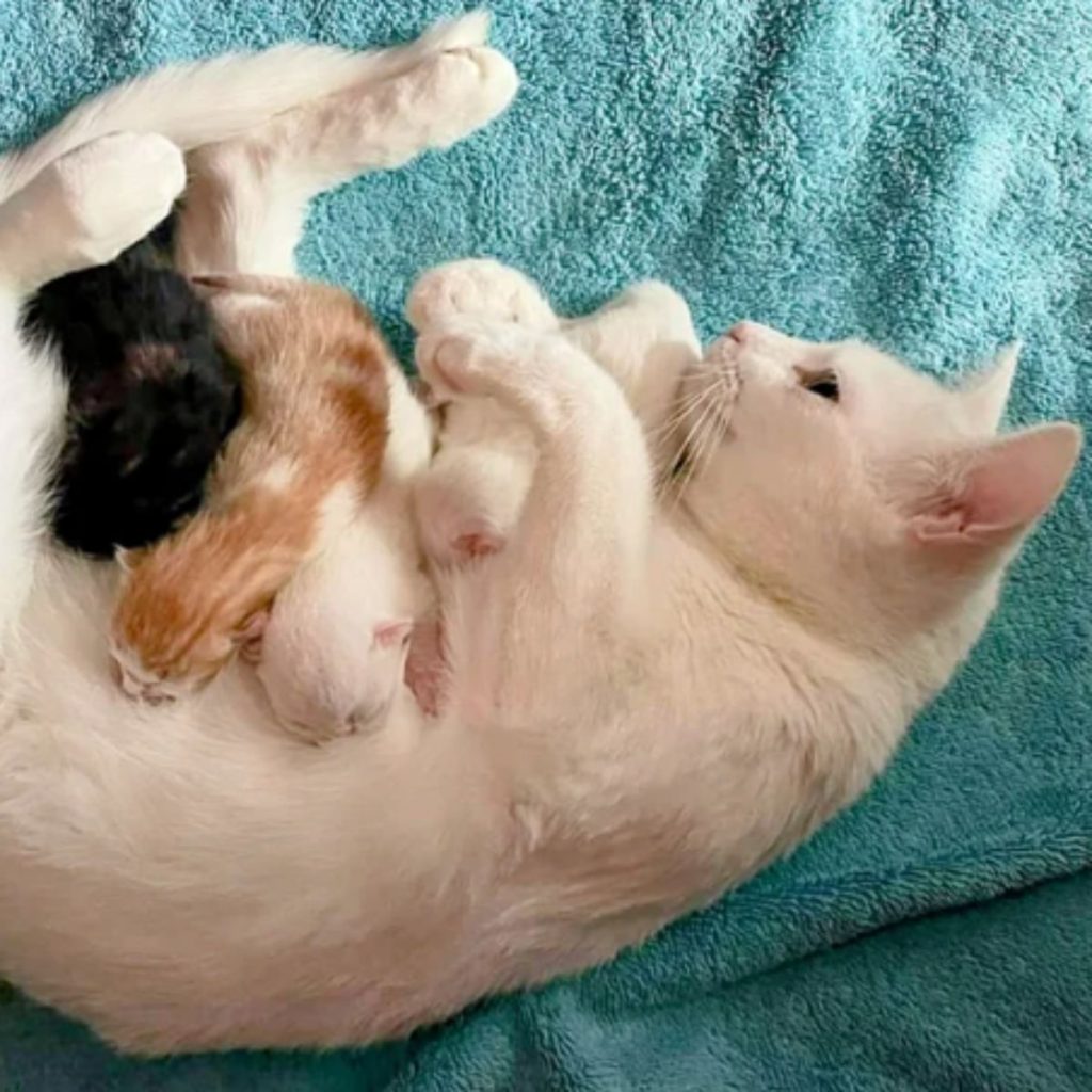 kittens are nursing mother cat