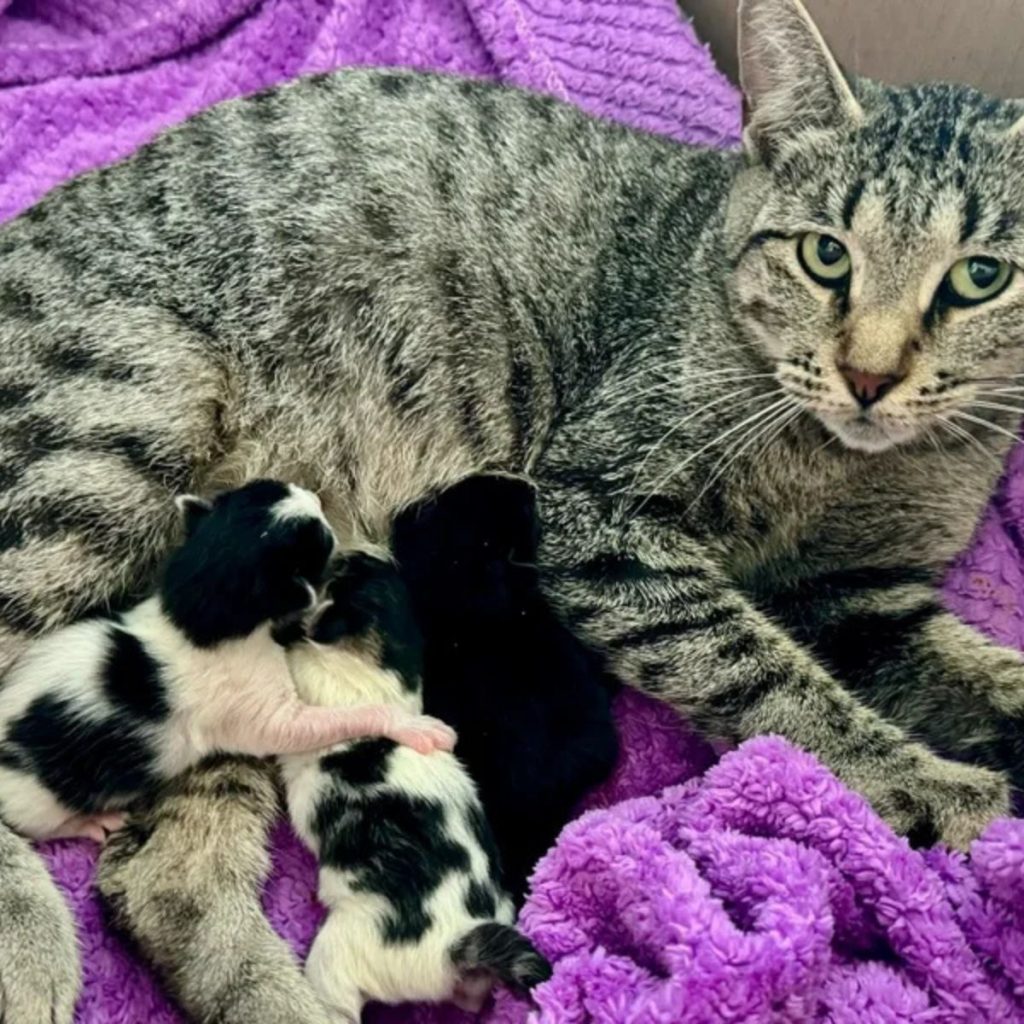 kittens are nursing mother cat