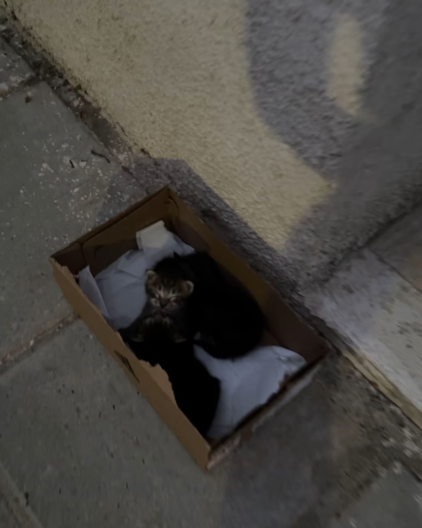 kittens left in a cardbox on the street