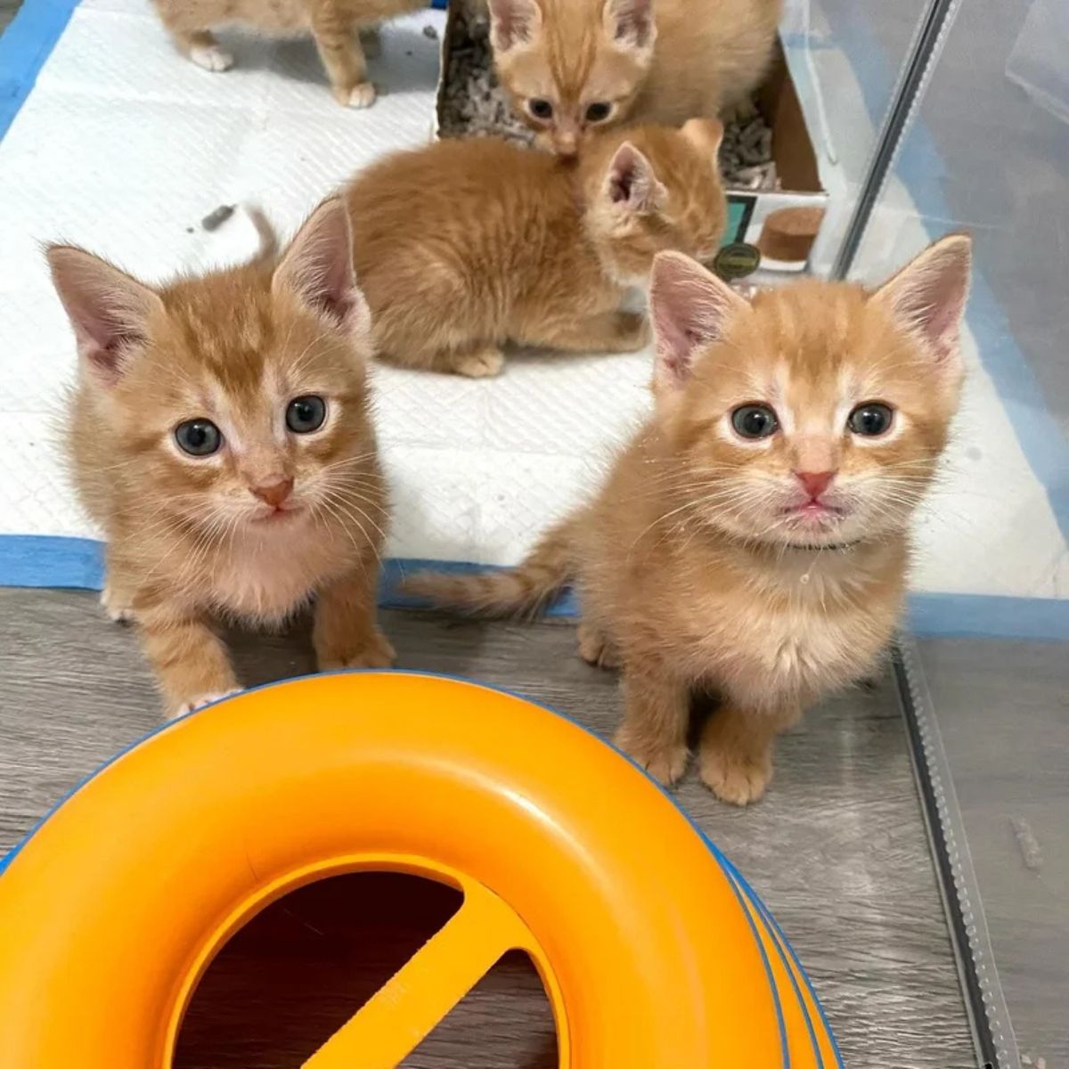 kittens looking at the camera