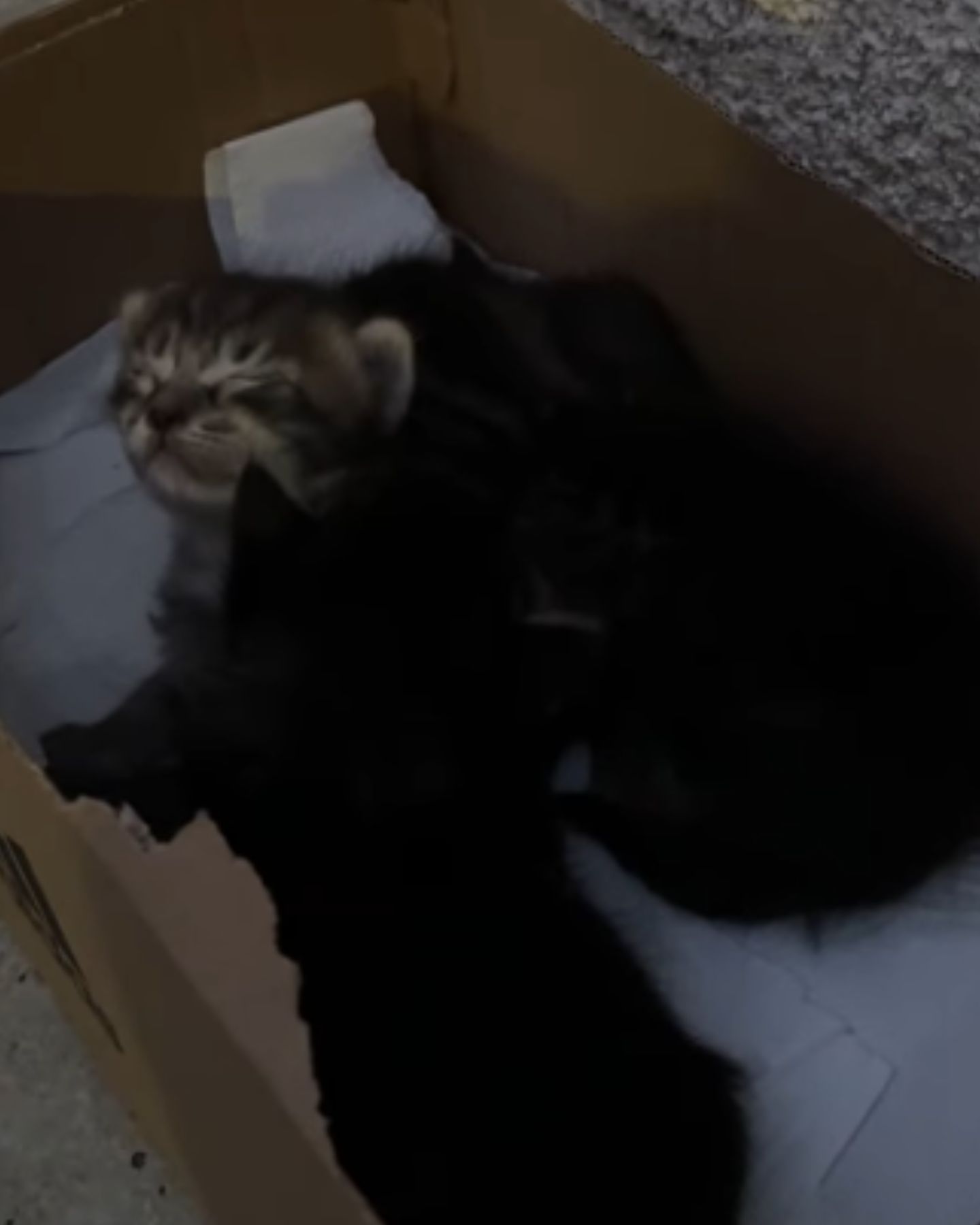 kittens lying in a cardbox