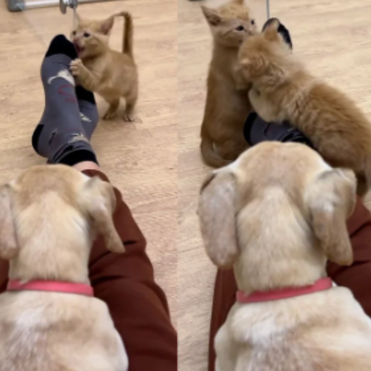 kittens playing with owner toes