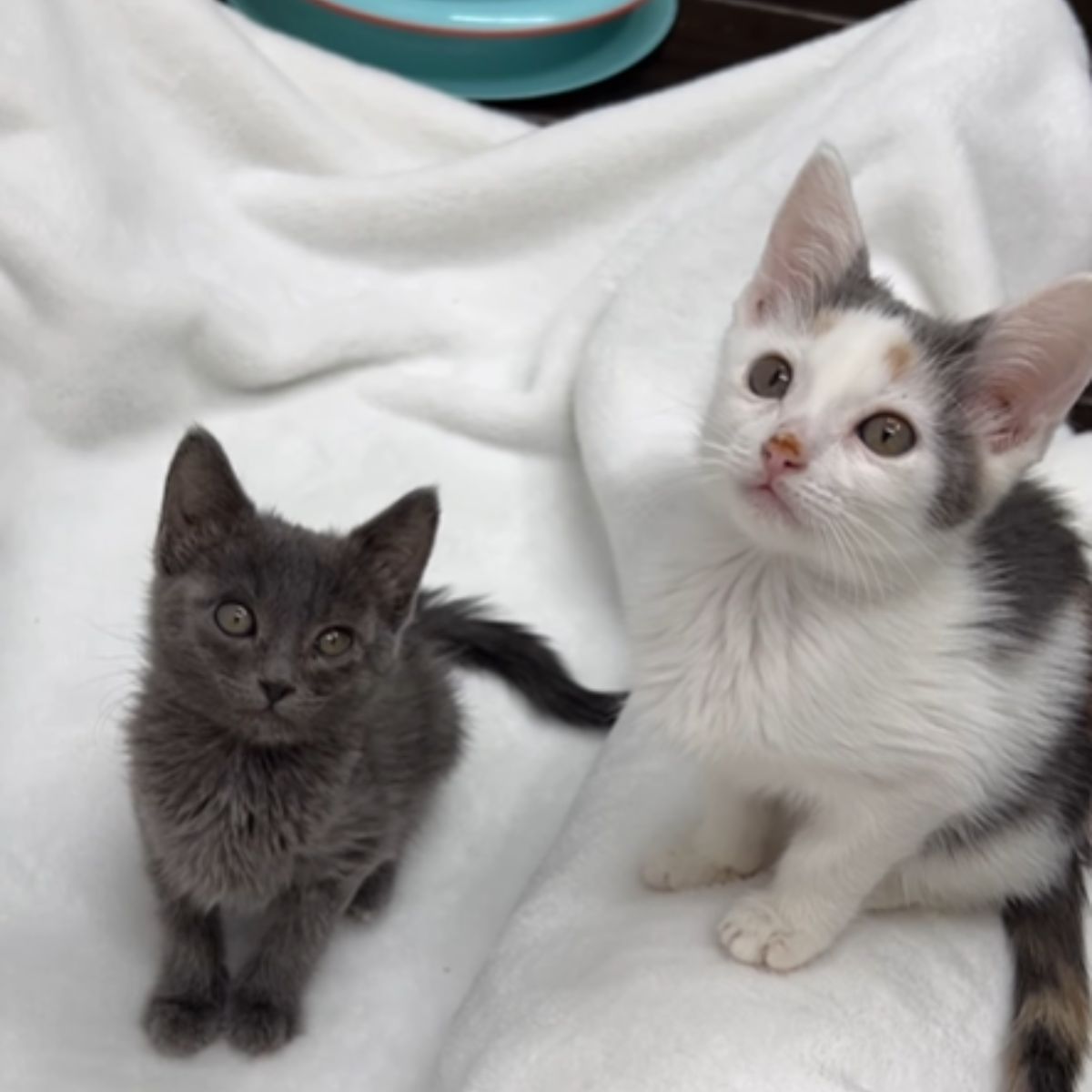 kittens sitting on bed