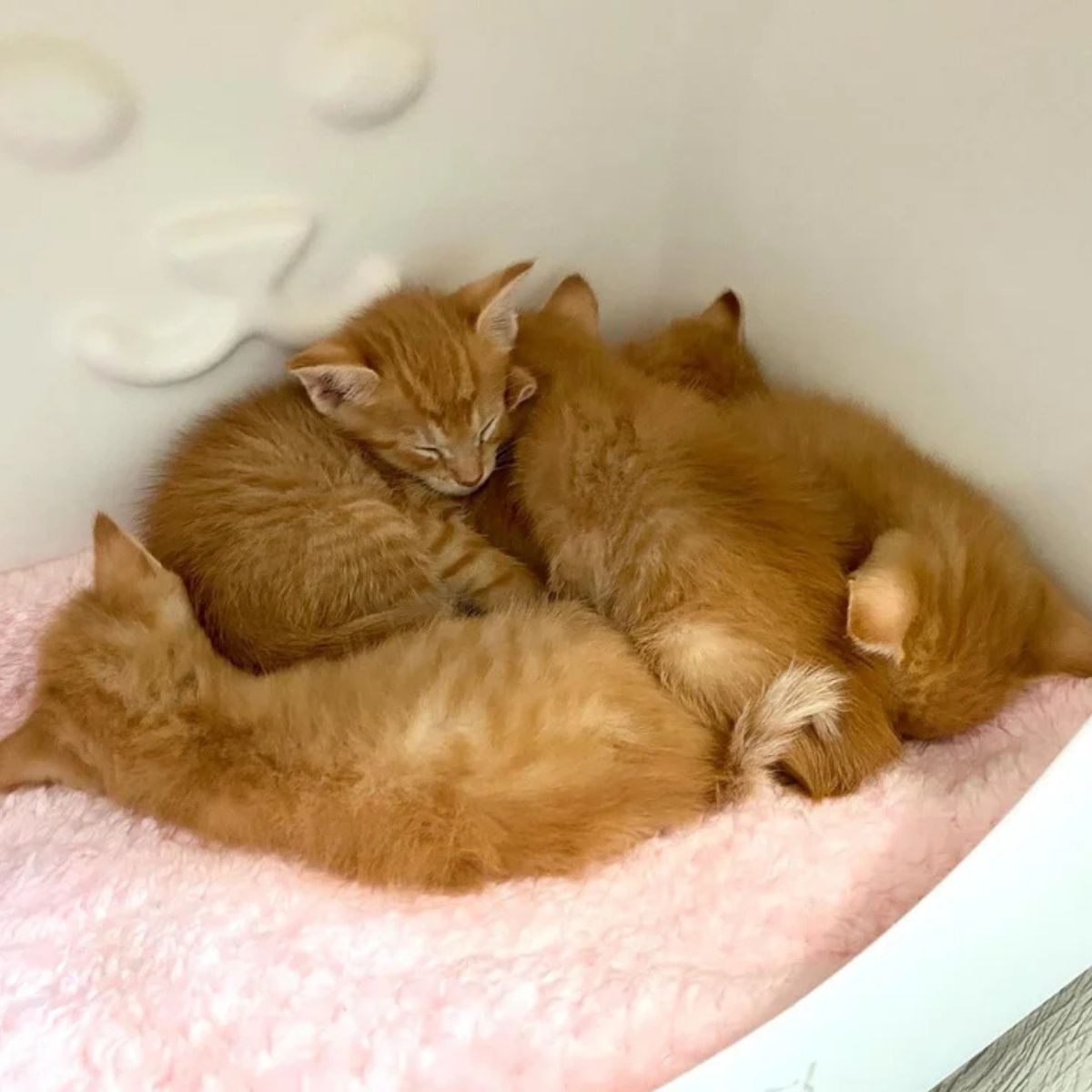 kittens sleeping on a pile