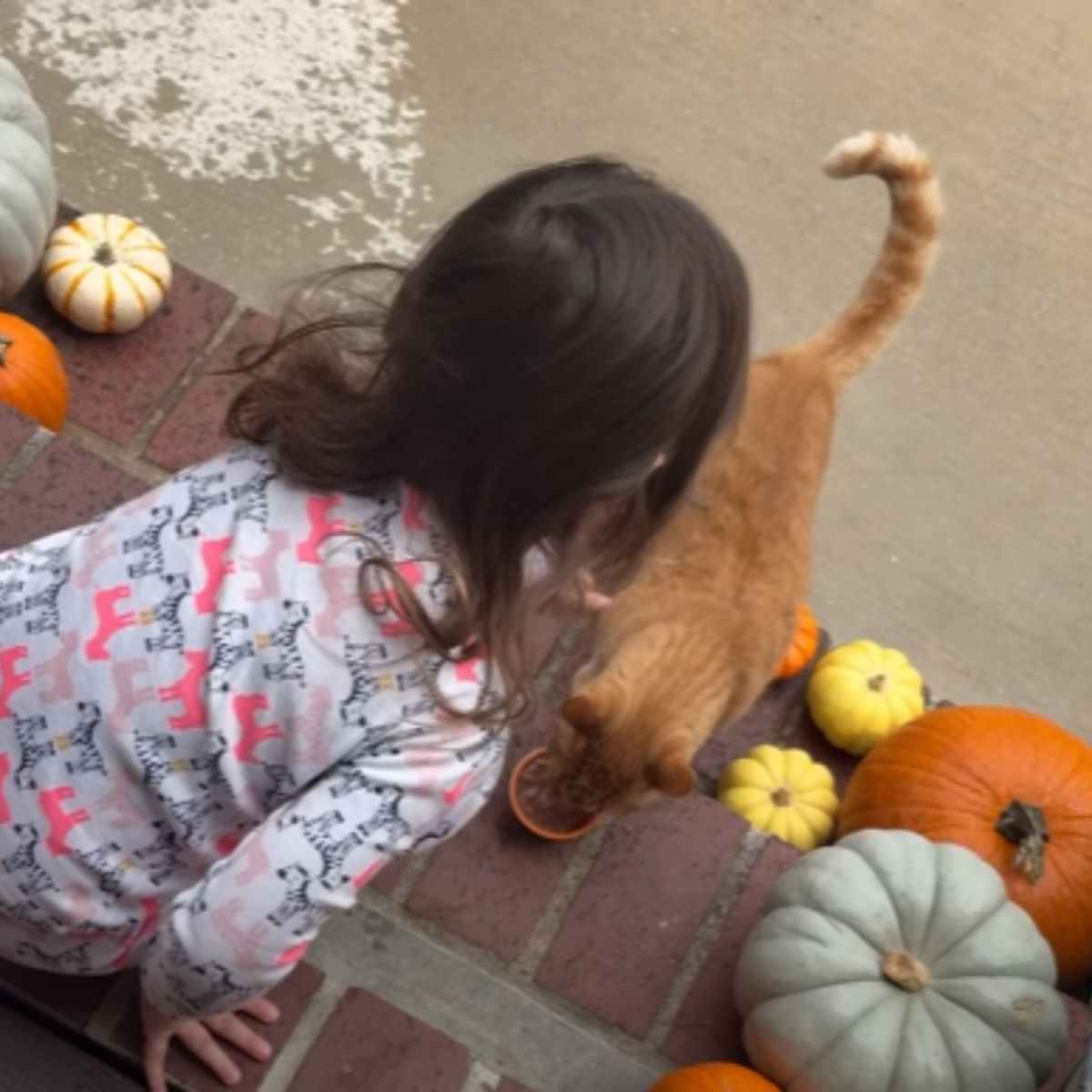 little girl feeding the cat