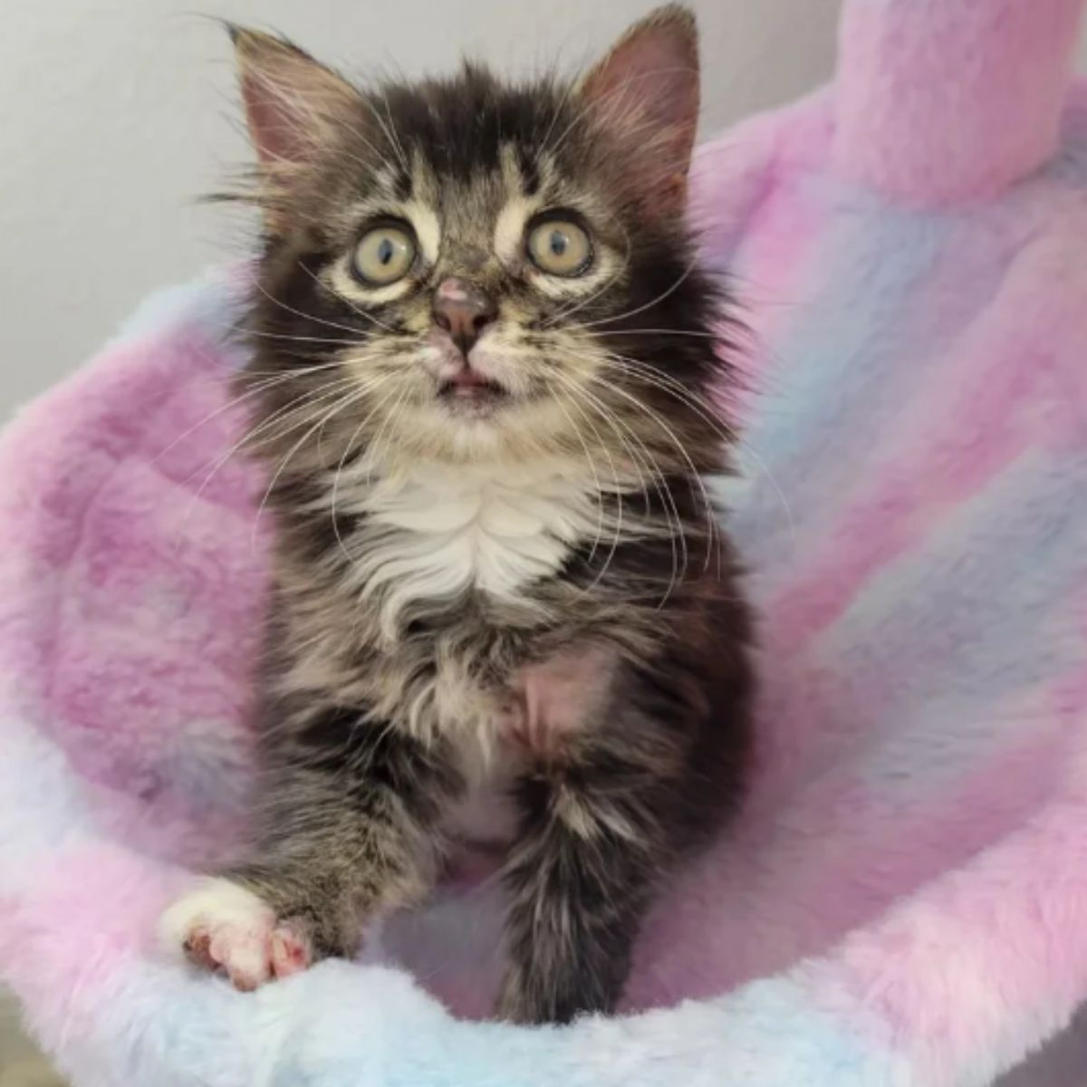 little kitten on pink bed