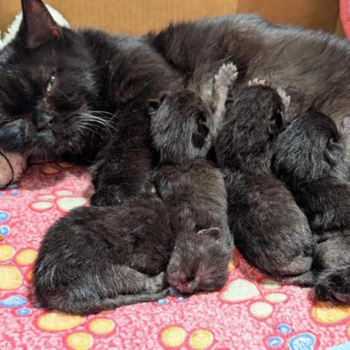 mama cat breastfeeding her babies