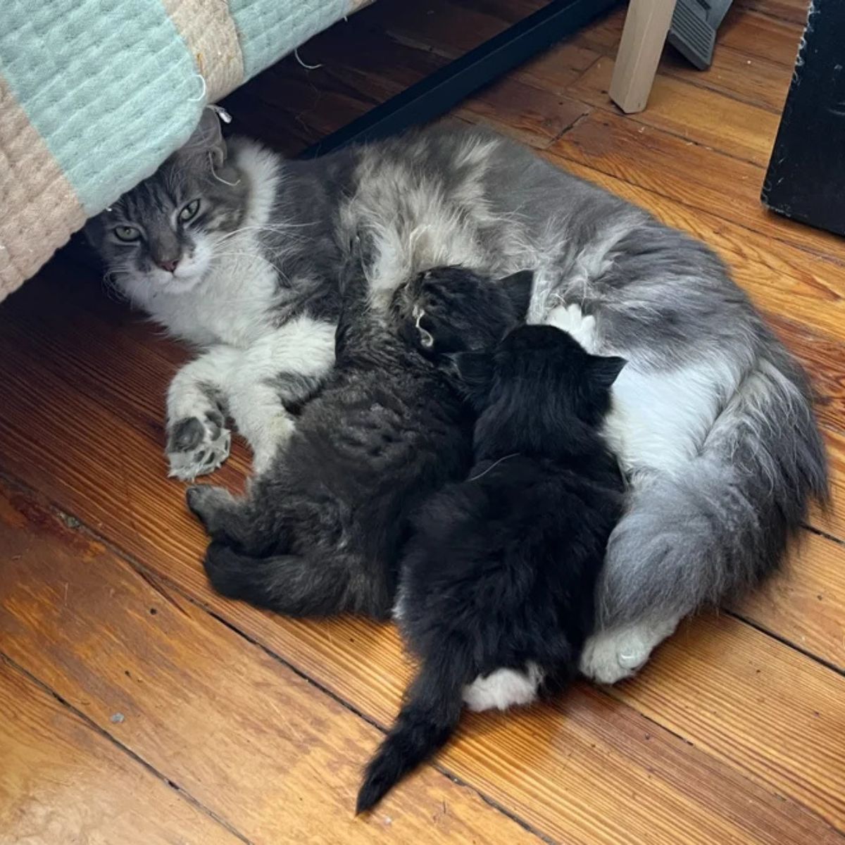 mama cat breastfeeding her babies