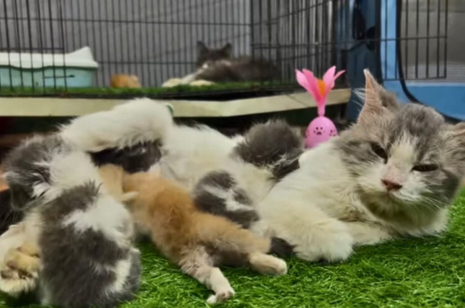 mama cat with her cute babies