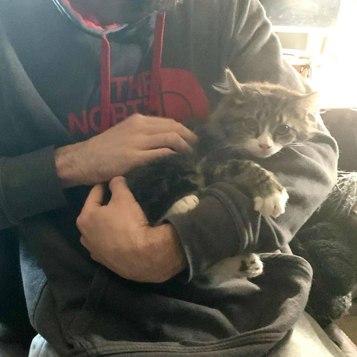 man holding a gray cat