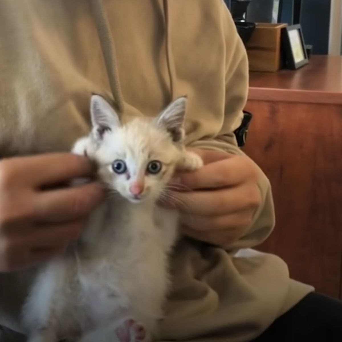 man holding a kitten