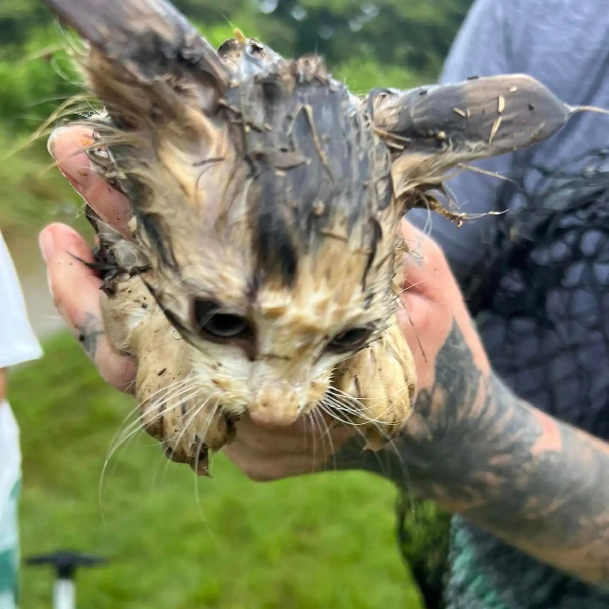 man holding dirty and wet cat