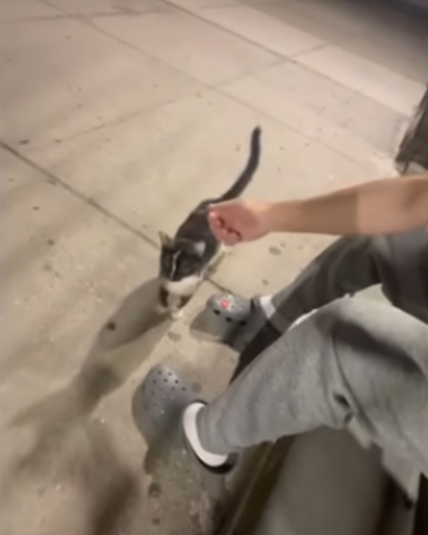 man petting the cat