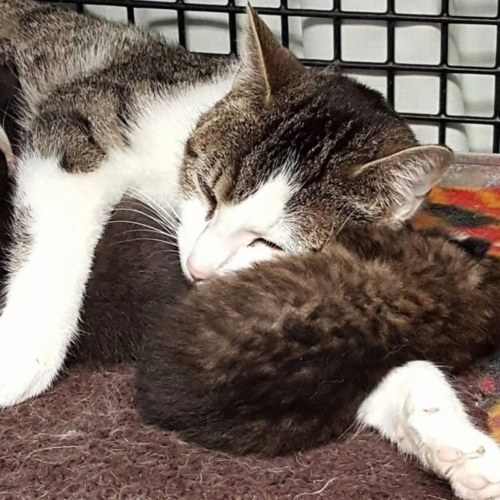 mother cat sleeps leaning on the kitten