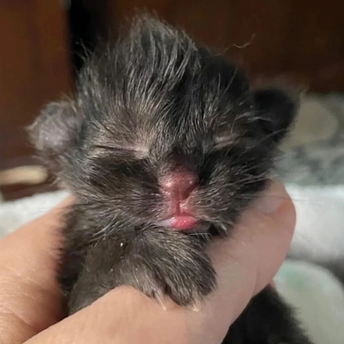 newborn kitten in hand