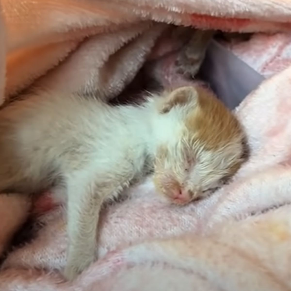 newborn kitten on blanket