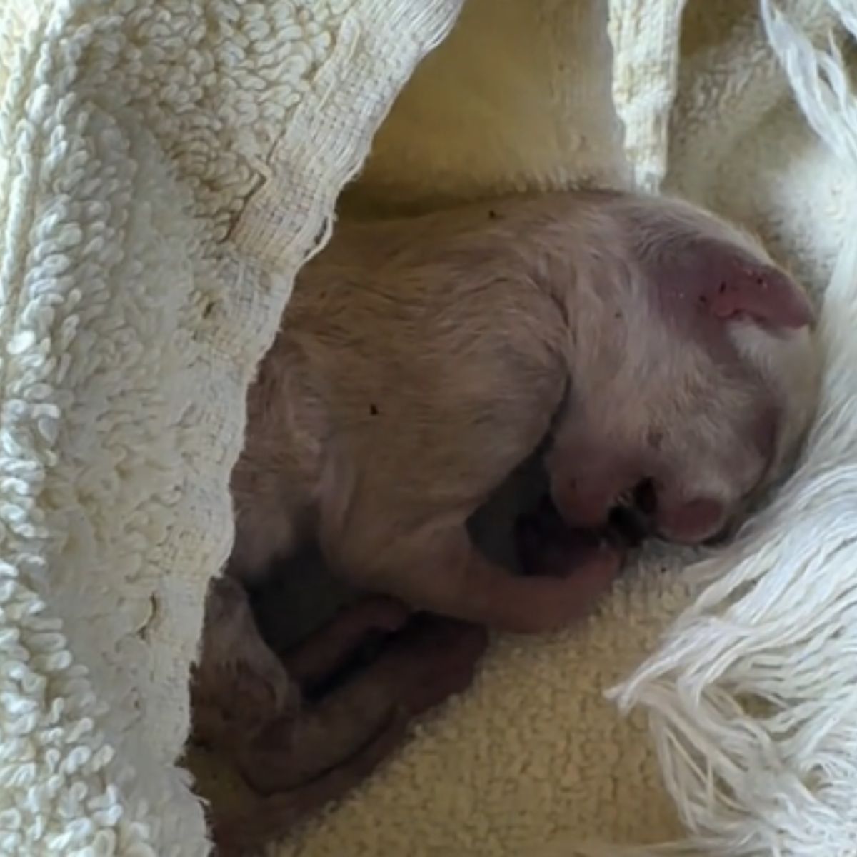 newborn kitten sleeping