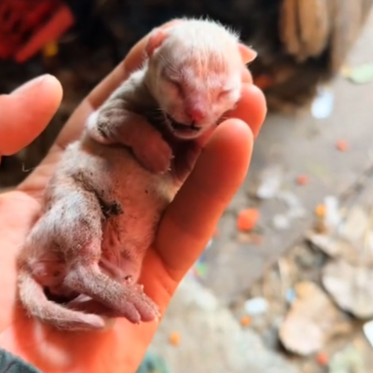 newborn kitten