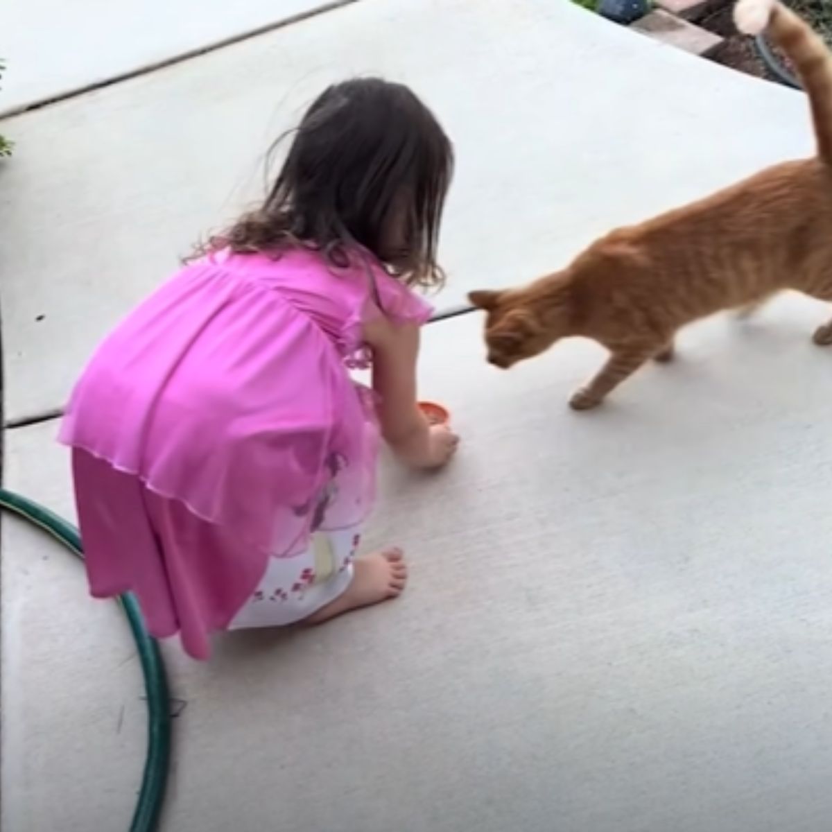 orange cat and a little girl