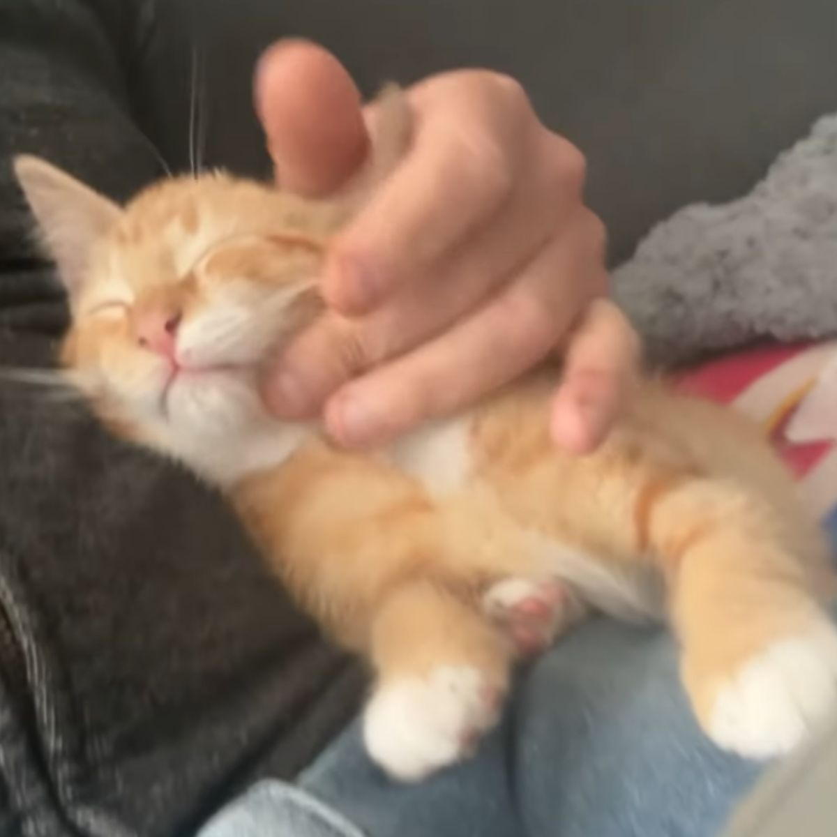 owner petting a ginger cat