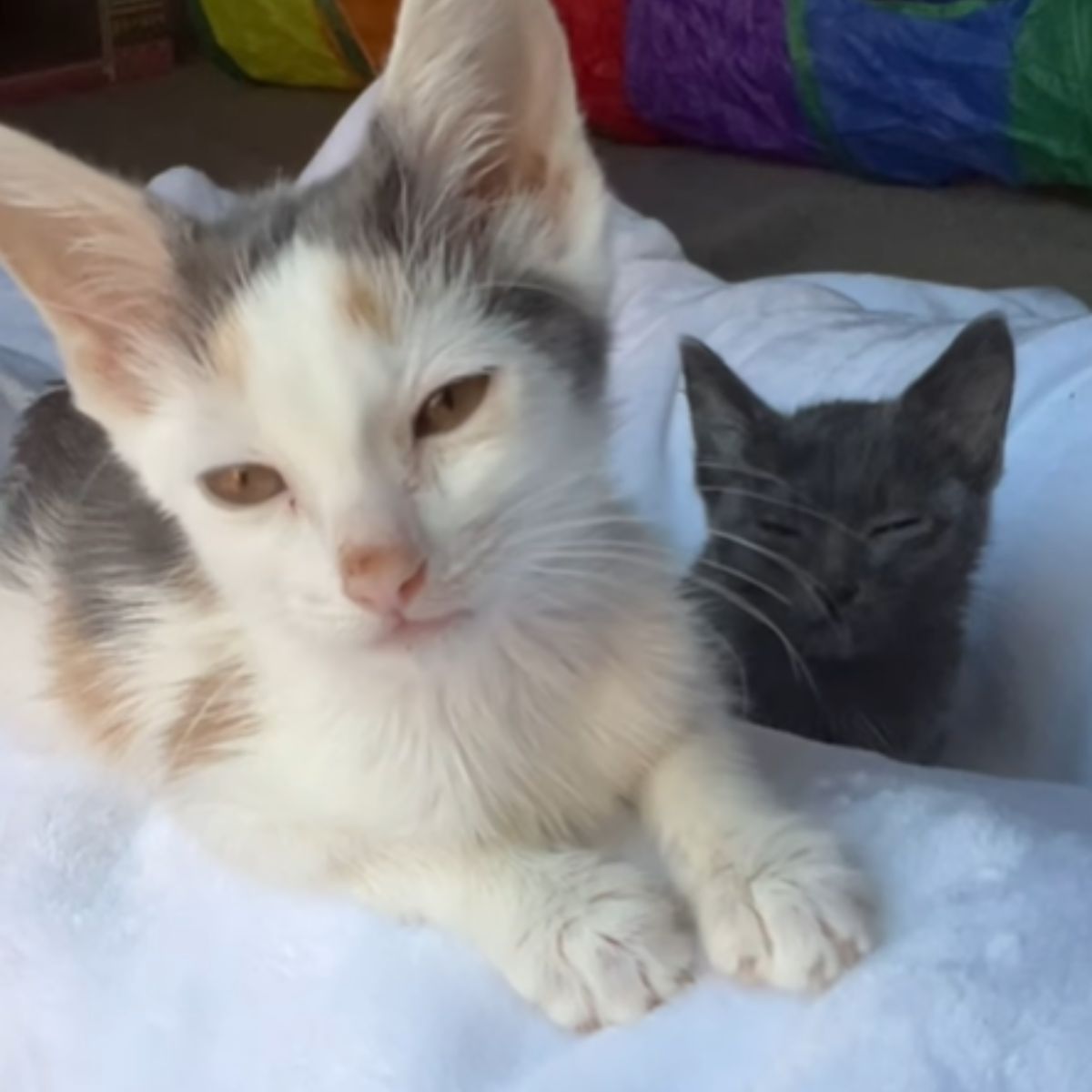 photo of two abaneoned kittens