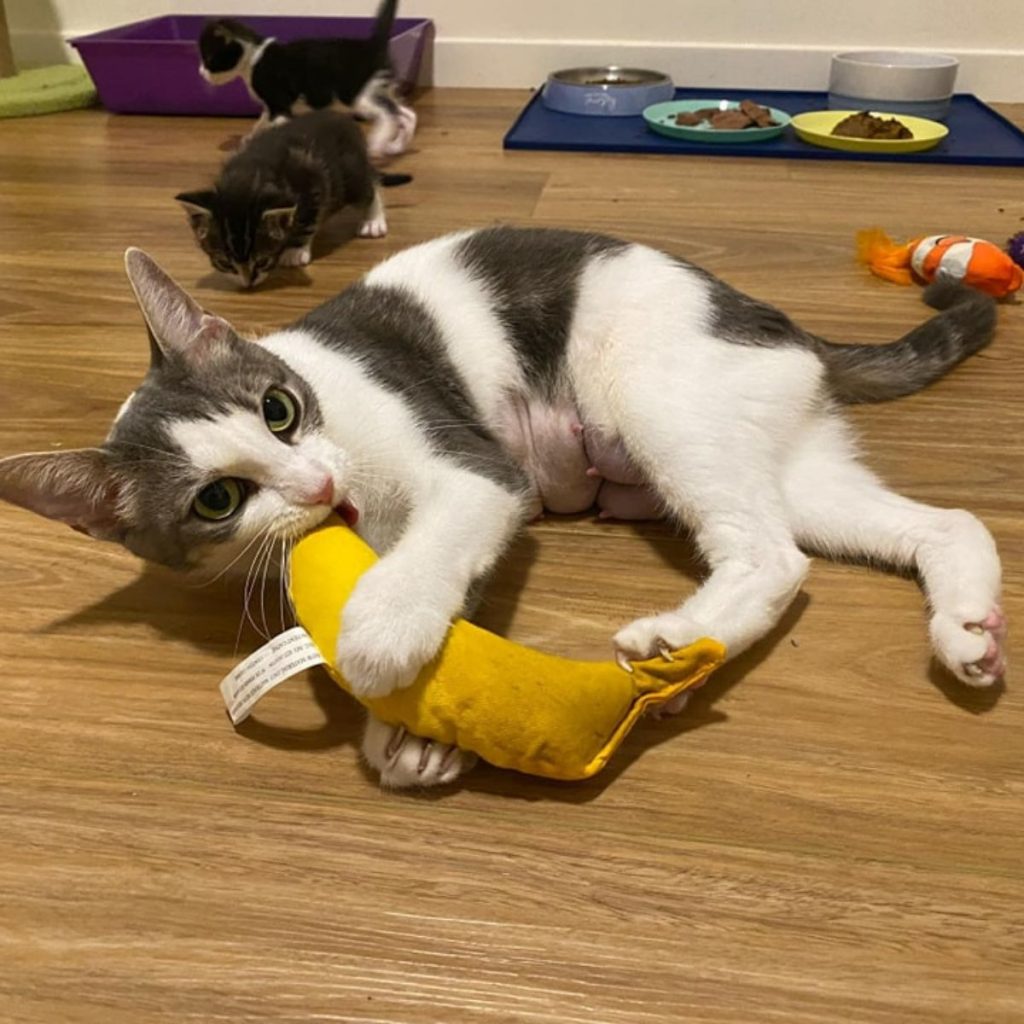 playful cat with kittens around her