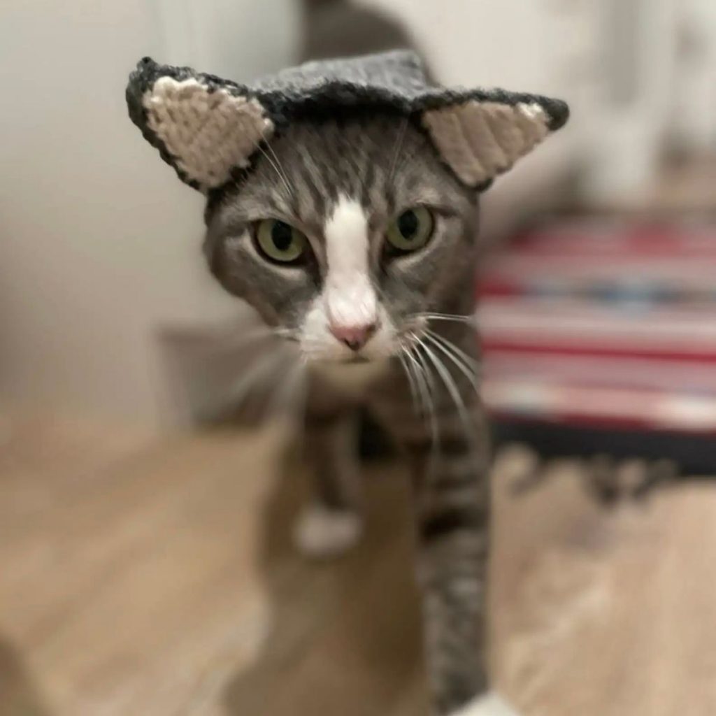 portrait of a cat with braided ears