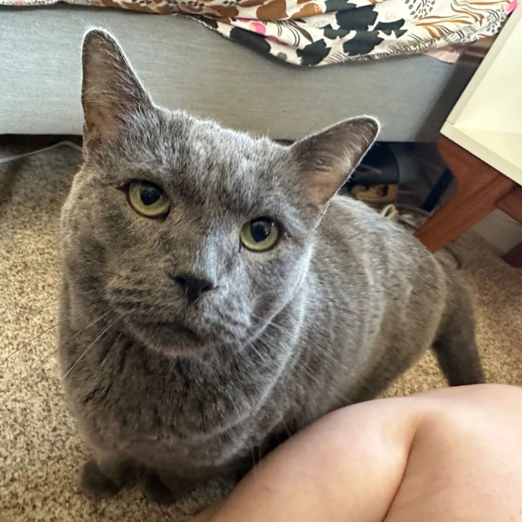 portrait of a gray cat looking at its owner