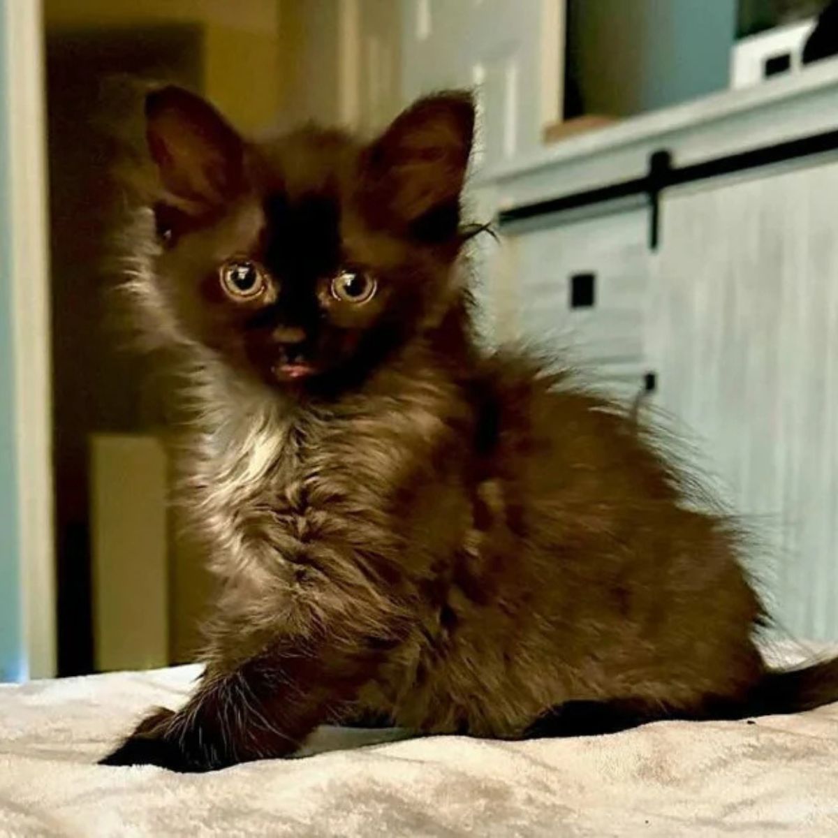 pretty cat at home sitting