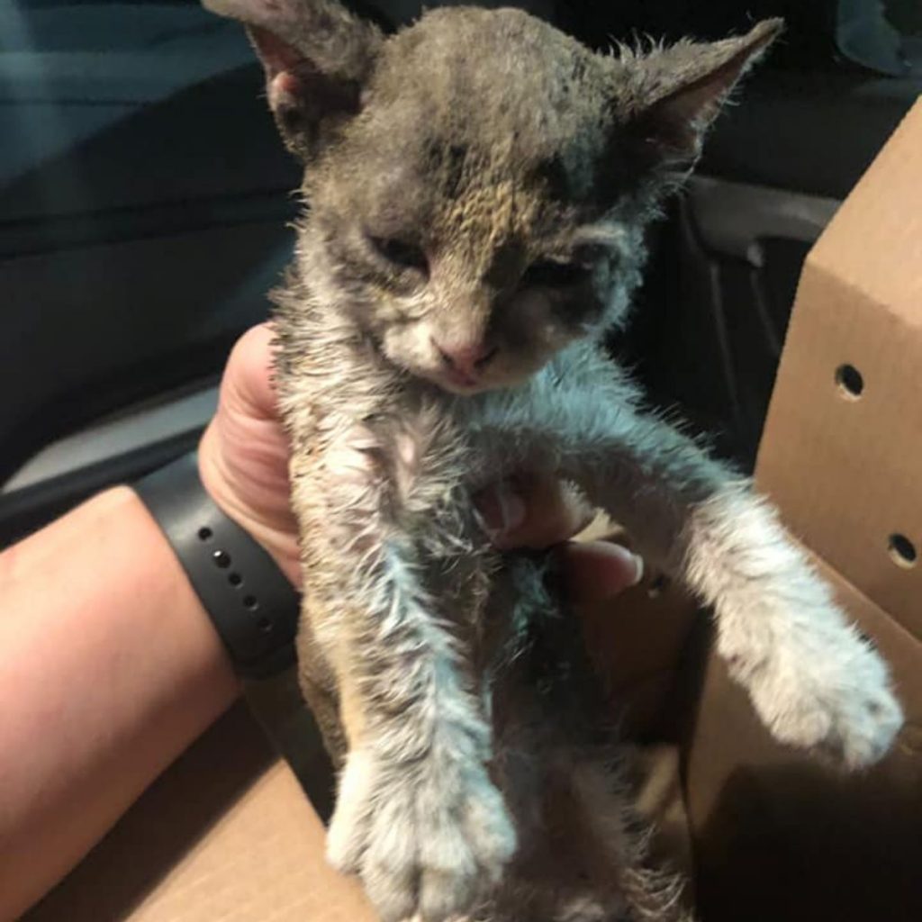 rescued kitten in man's hands