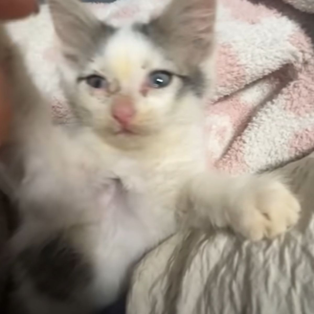 rescued kitten