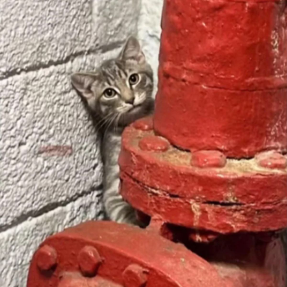 scared gray kitten