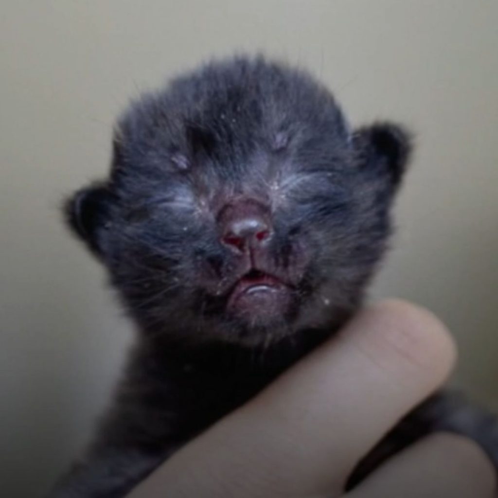 small black dog with closed eyes