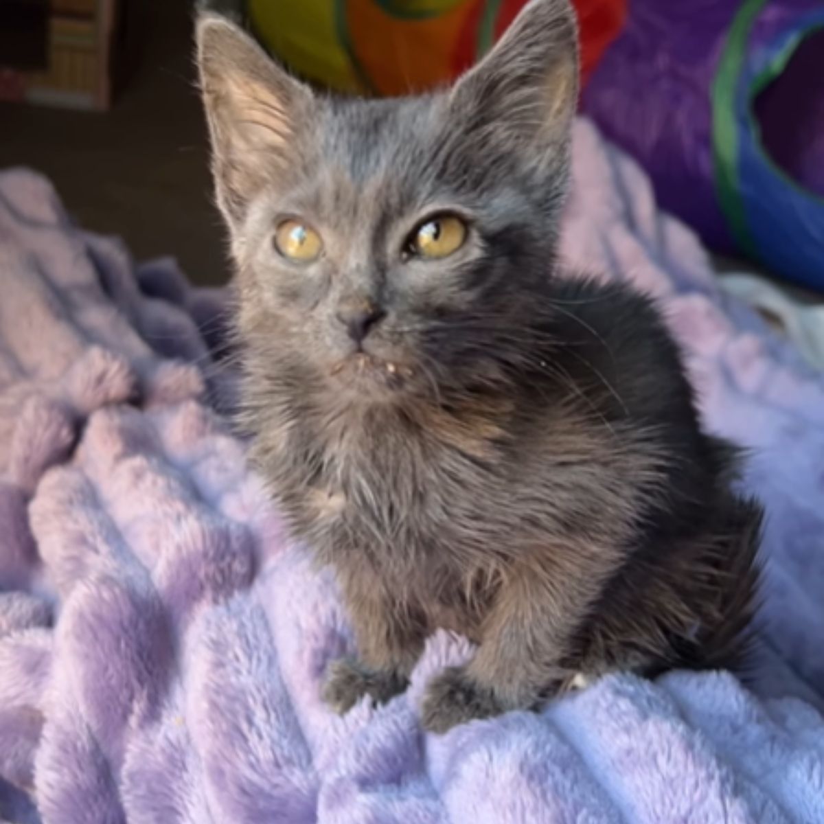 small gray kitten