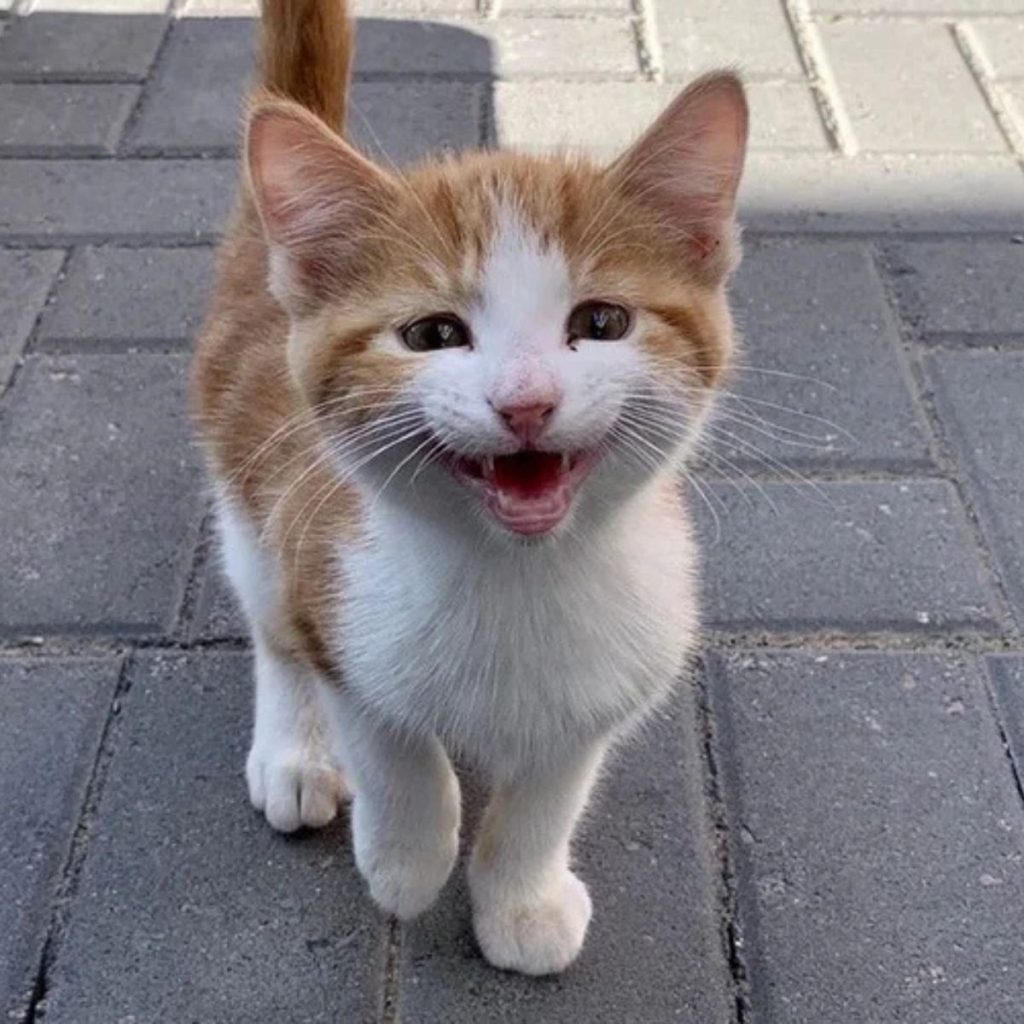 smiling yellow and white kitten