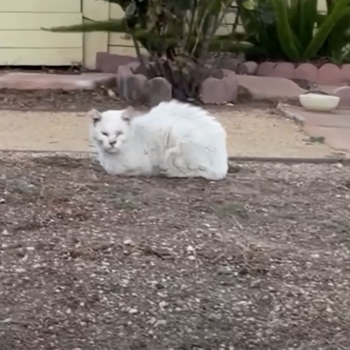 stray cat outdoor