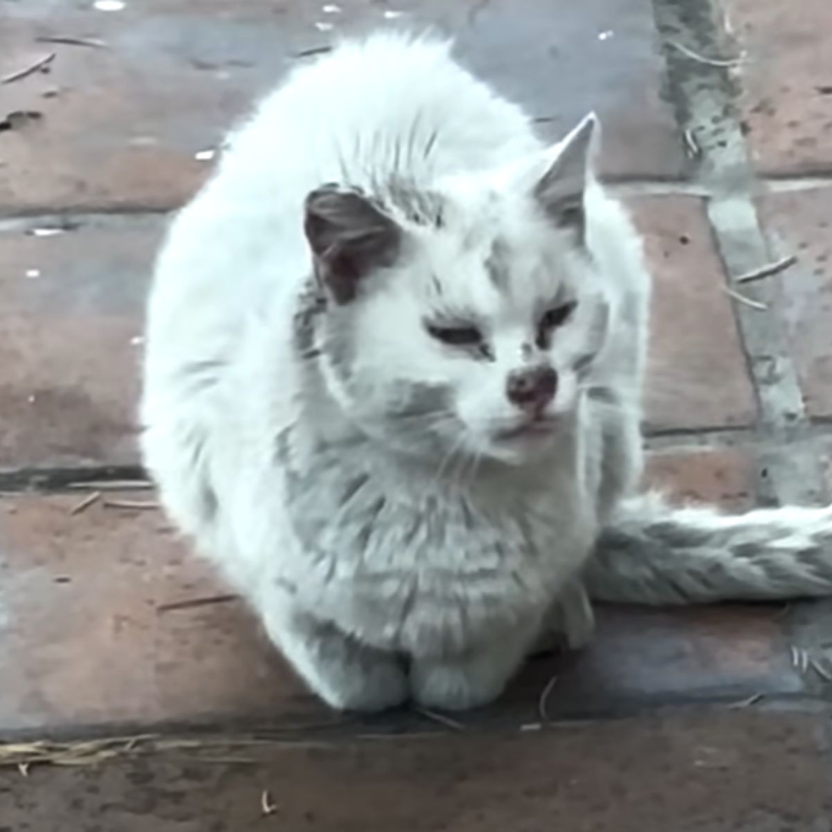 stray cat sitting outside