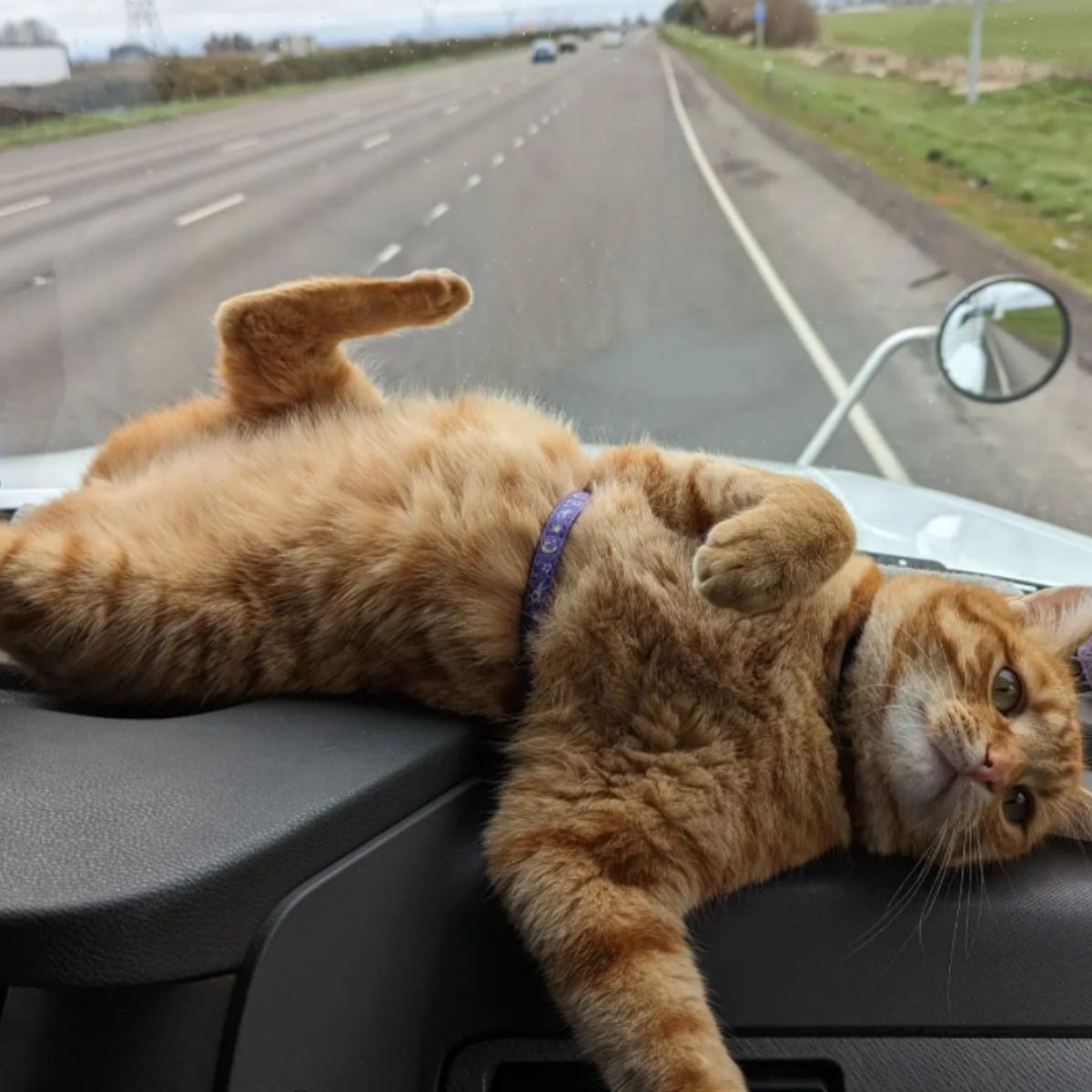 sweet cat laying in a car