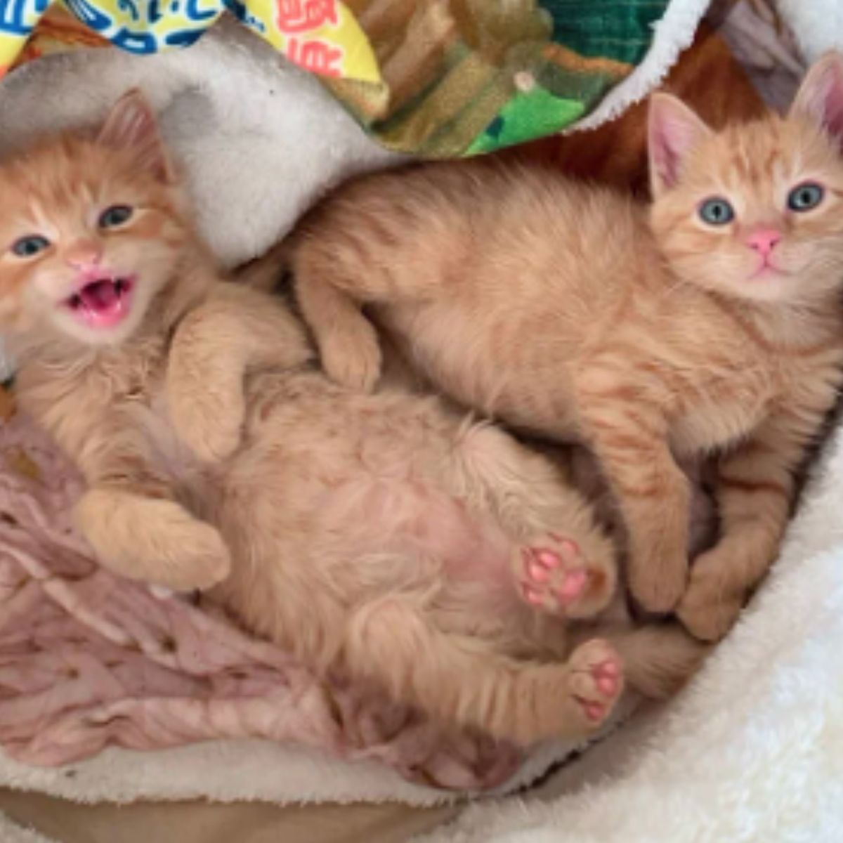 sweet ginger kittens