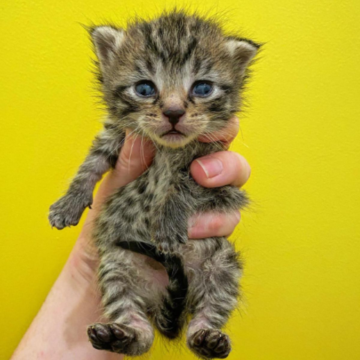 sweet gray kitten