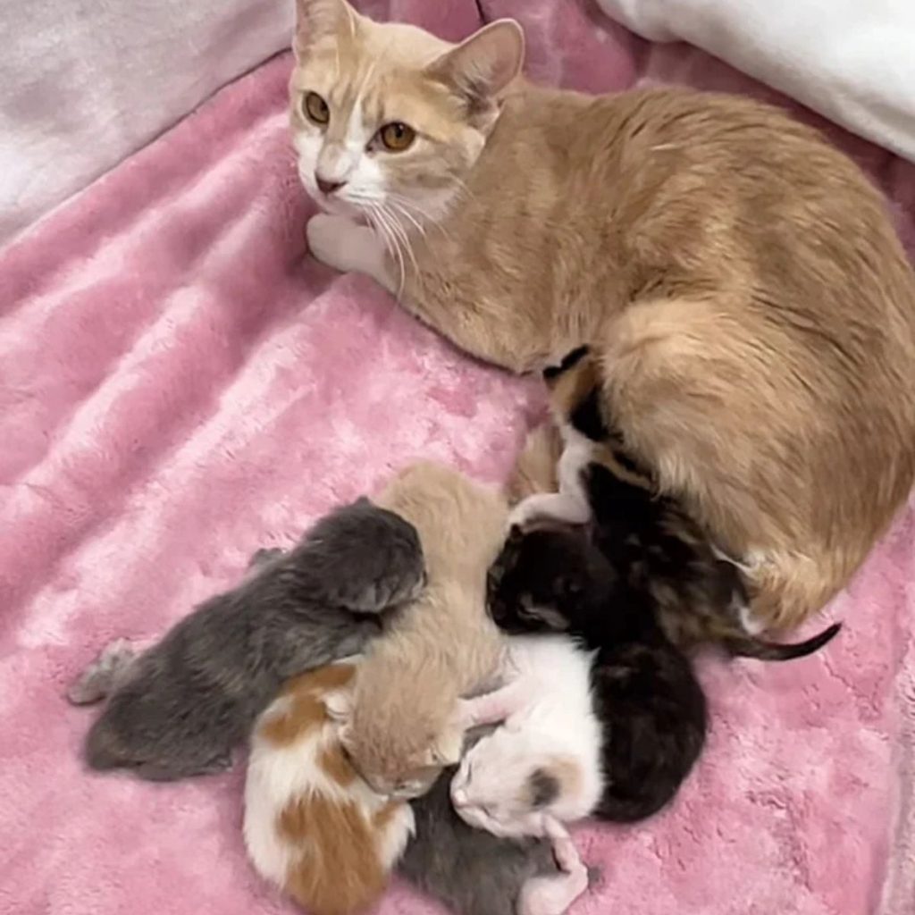 the cat is lying on a pink blanket with kittens