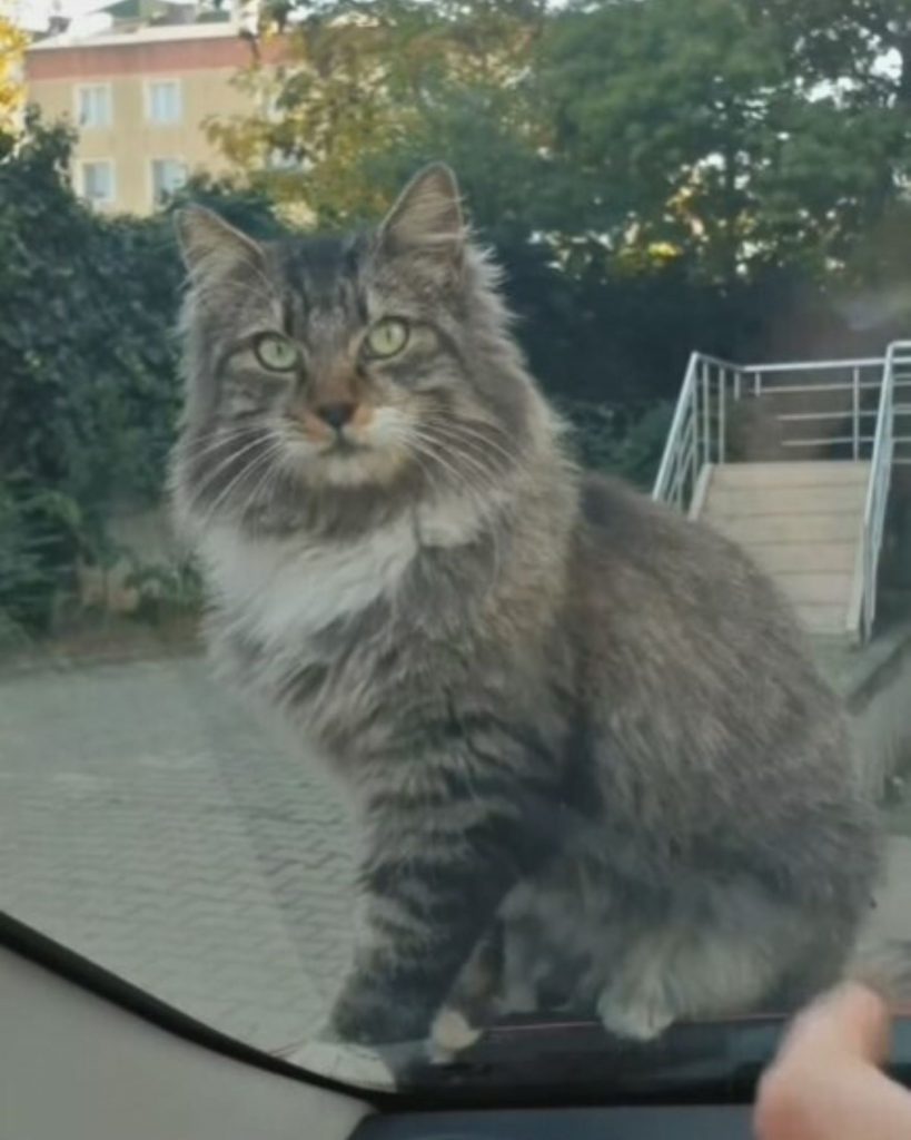 the cat is sitting on the hood of the car