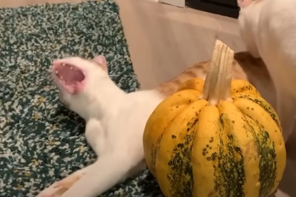 the cat lies with its mouth open next to the pumpkin