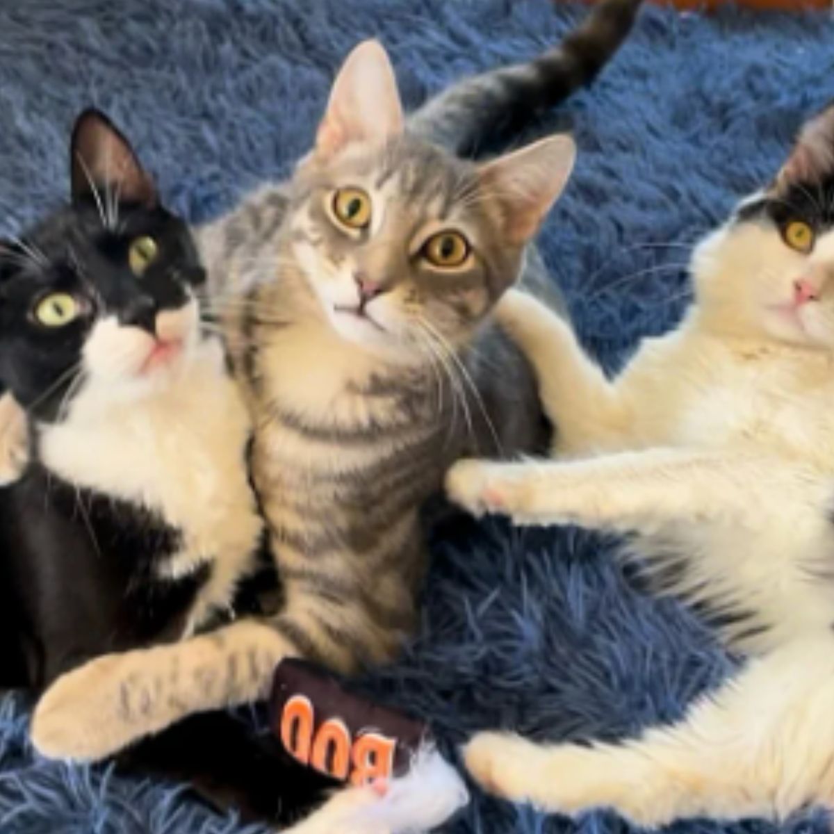 three adorable cats